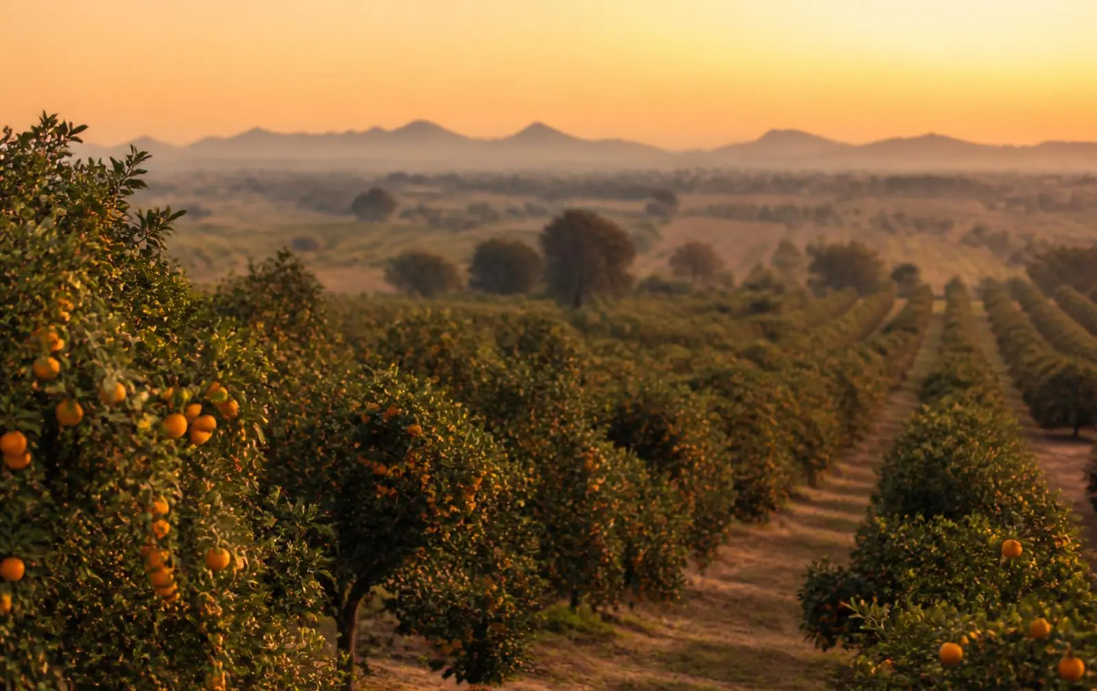 Orange orchards of Patidar Farms at golden hour
